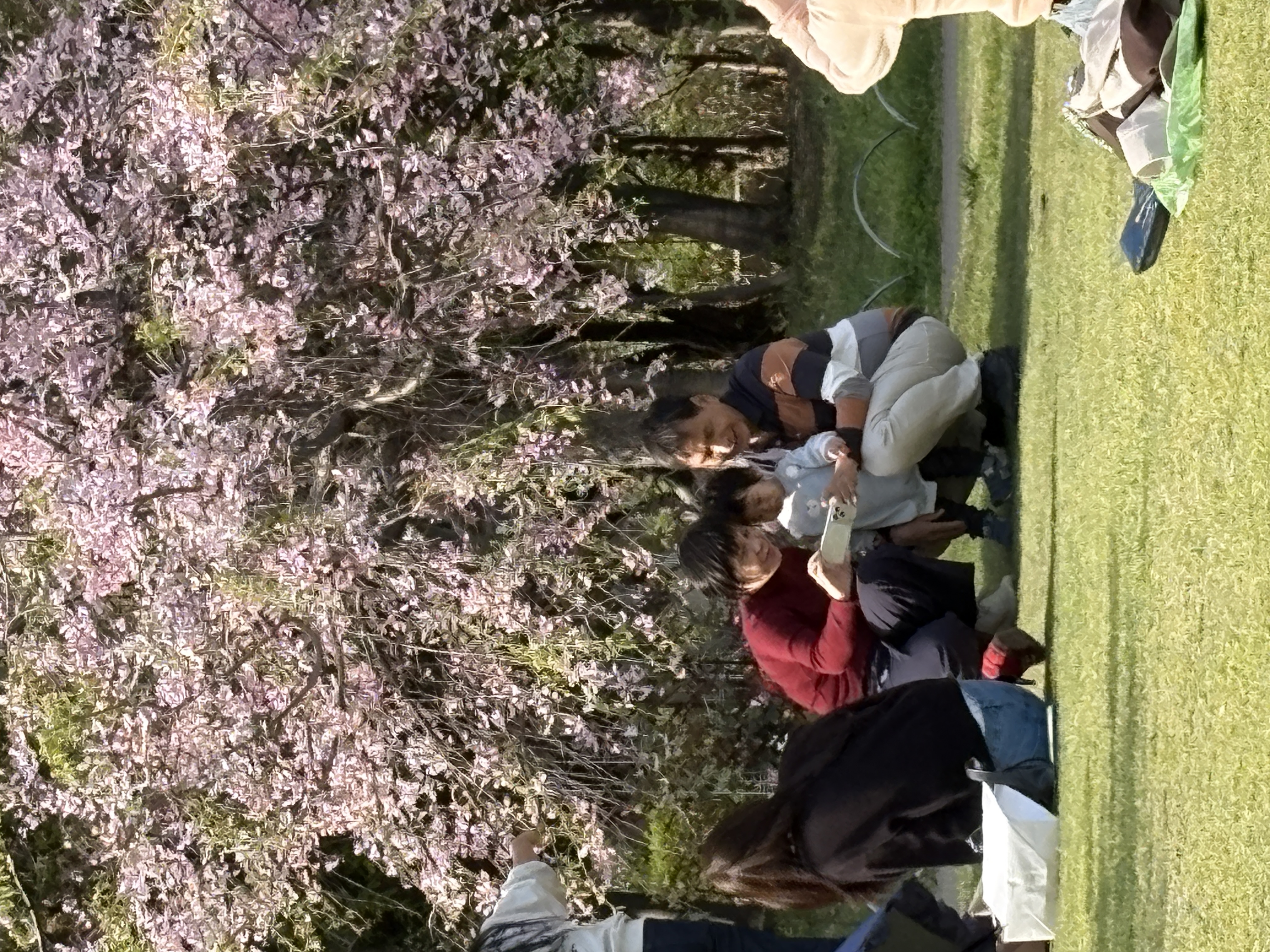 在公園滿開的櫻花下相聚的家族