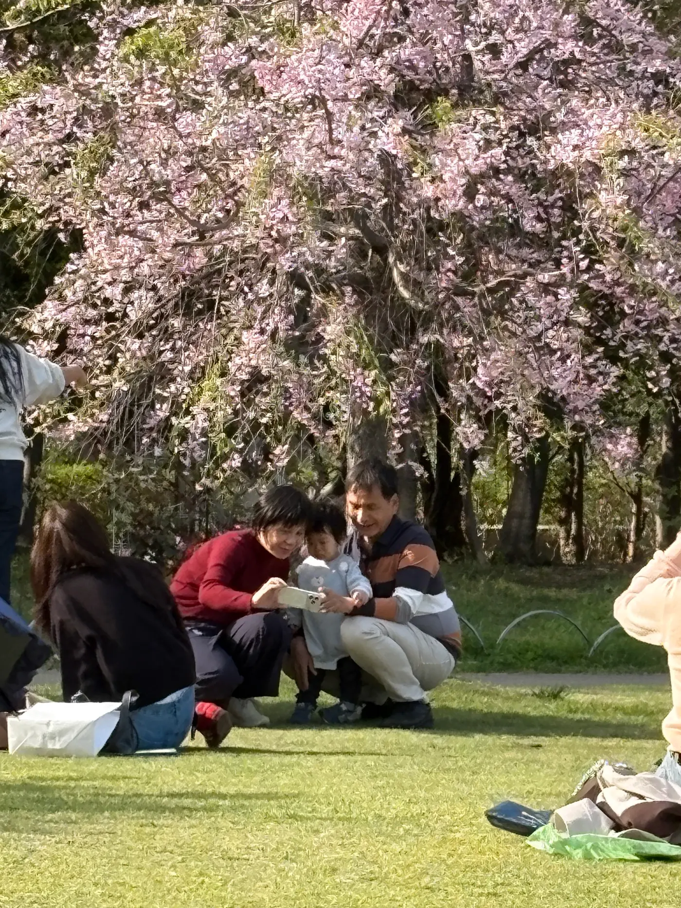 在公園滿開的櫻花下相聚的家族
